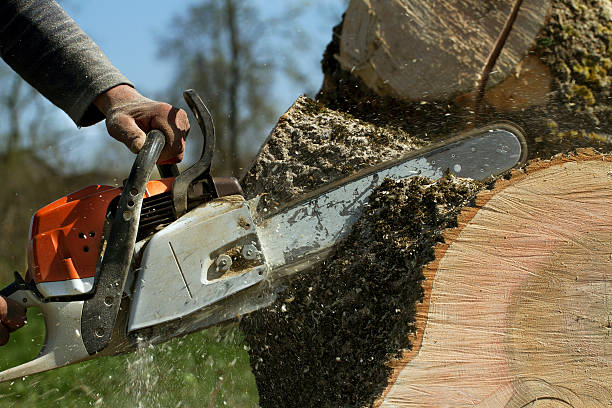 How Our Tree Care Process Works  in  Felida, WA